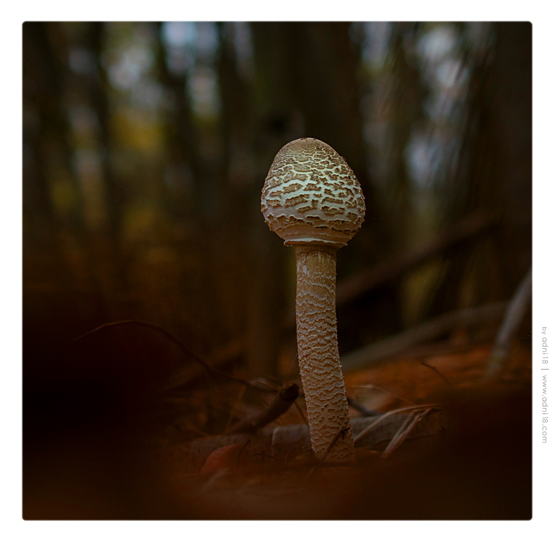 Mushroom-12