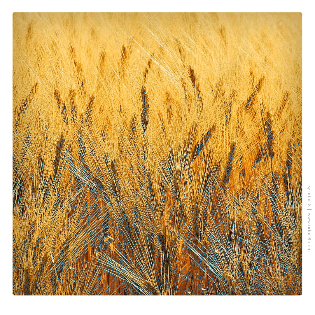 Wheat Area